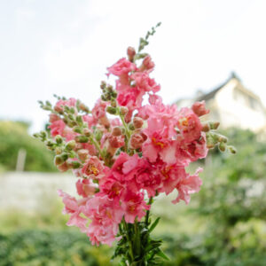 Löwenmaul Madame Butterfly Rose