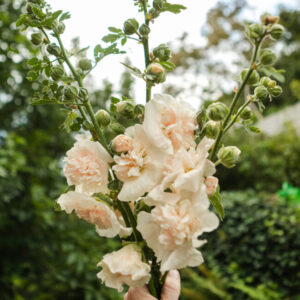 Stockrose Majorette Champagne