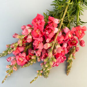 Löwenmaul Madame Butterfly Cherry Bronze