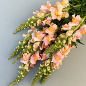 Löwenmaul Costa apricot