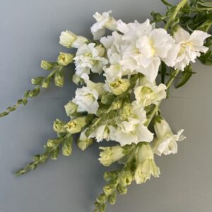 Löwenmaul Madame Butterfly Ivory