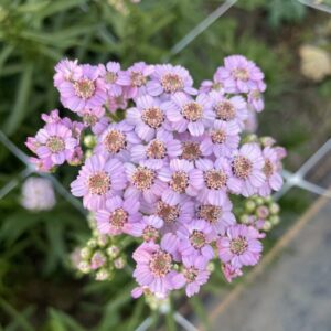 Schafgarbe Love Parade