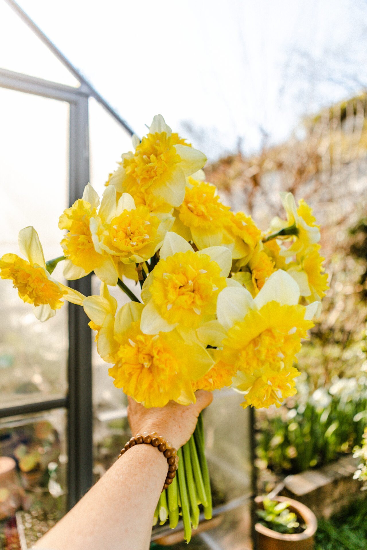 Narzisse Full House Regional & Nachhaltig Die Schönheit saisonaler Blumen