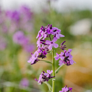 Gewöhnliche Nachtviole