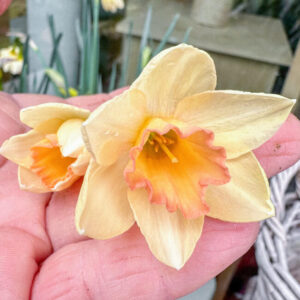 Zwergnarzisse Prosecco