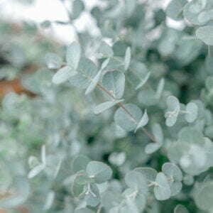 Eukalyptus: Die Schönheit der Natur für Zuhause & Garten