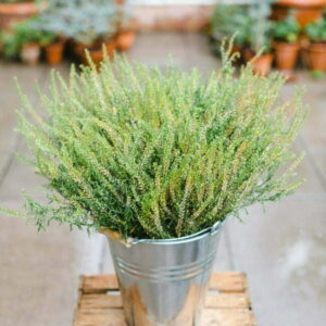 Kresse Emerald Beats