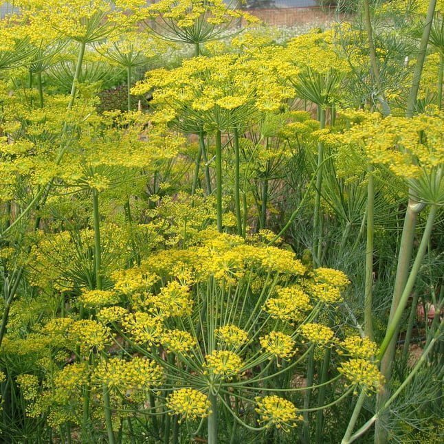 Dill Bouquet Regional & Nachhaltig Die Schönheit saisonaler Blumen