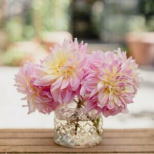 Dahlie Strawberry Ice