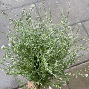 Kresse Wrincled crincled