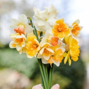 Frühlingszauber: Narzissenbund 15Stk