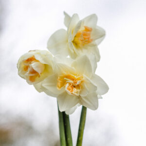 Tender Beauty
