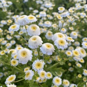 Mutterkraut White Bonnet