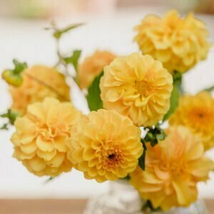 Dahlie Golden Scepter