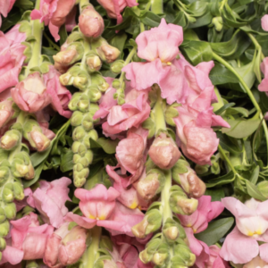 Löwenmaul Maryland True Pink