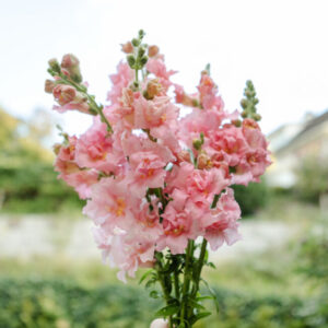 Löwenmaul Madame Butterfly Pink