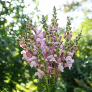 Löwenmaul Potomac Lavender