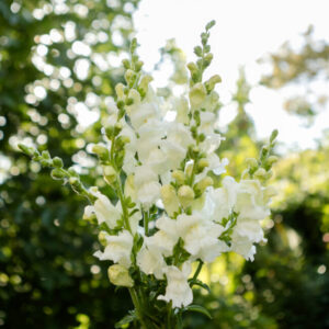 Löwenmaul Overture II White