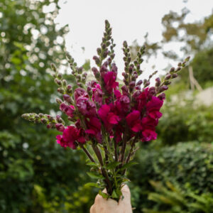 Löwenmaul Potomac Royal