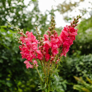 Löwenmaul Potomac Cherry Rose