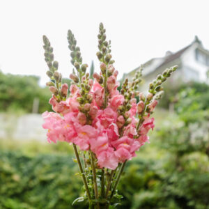 Löwenmaul Potomac Early Pink