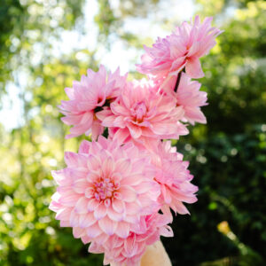 Dahlie Karma Prospero