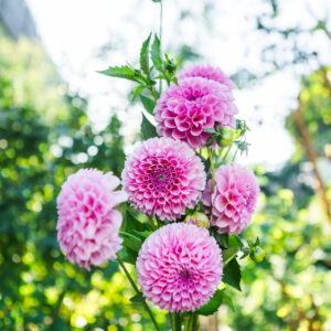 Dahlie Stolze von Berlin