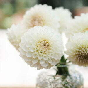 Dahlie Boom Boom White