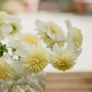 Dahlie Platinum Blonde