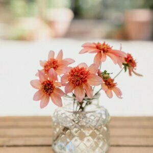 Dahlie Totally Tangerine