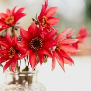 Dahlie Waltzing Mathilde