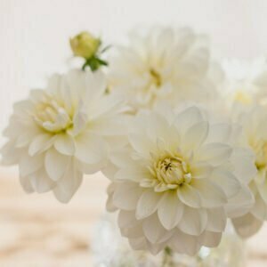 Dahlie White Onesta