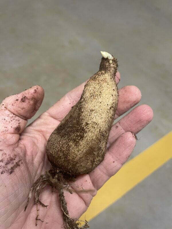 Slowflowers Wädenswil