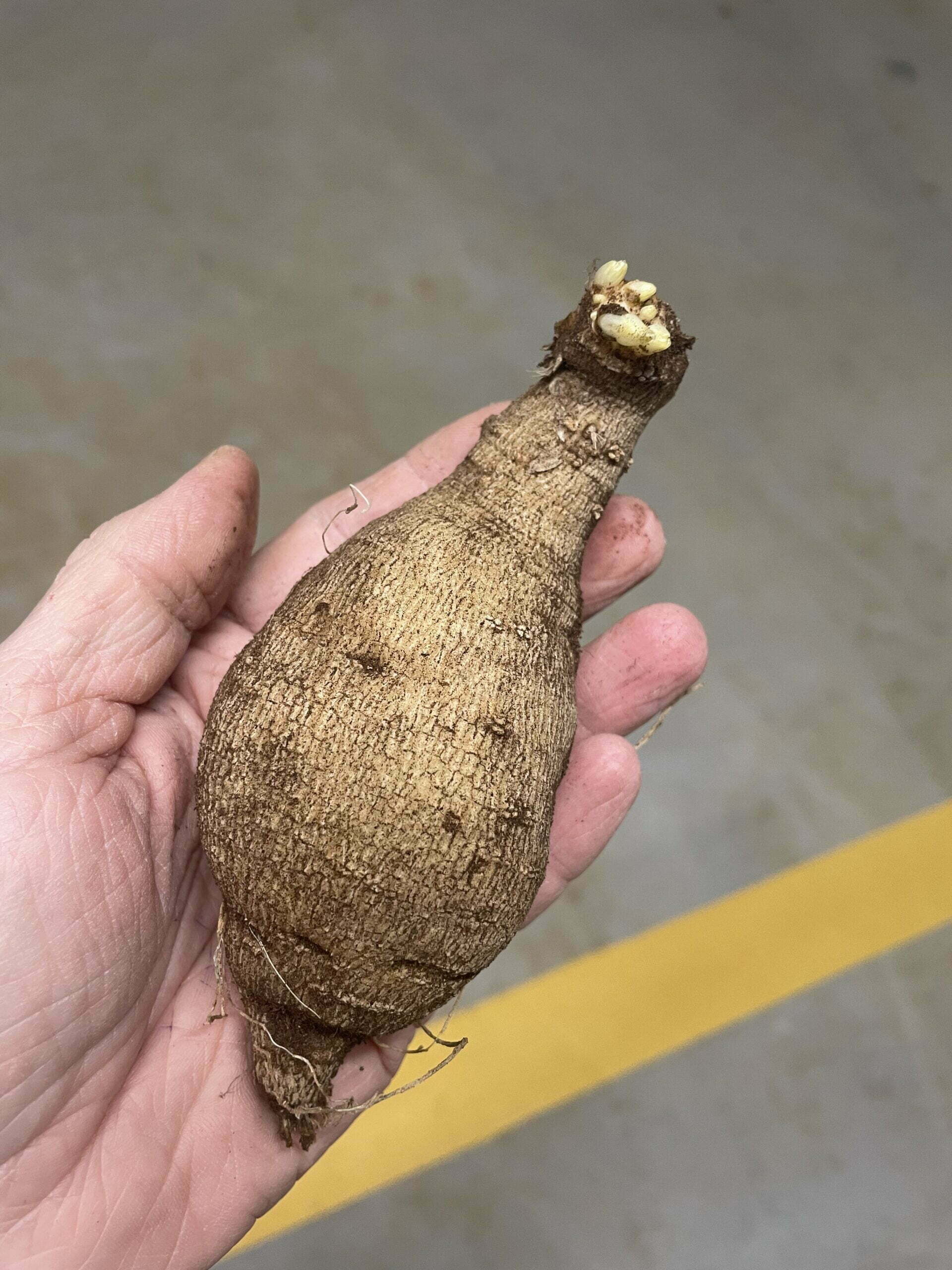 Slowflowers Wädenswil