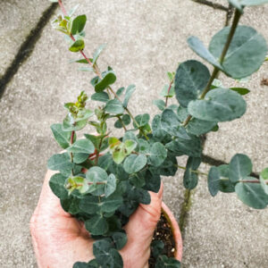 Eucalyptus latens Moon Lagoon