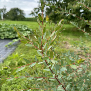 Eucalyptus parvula Boxwood