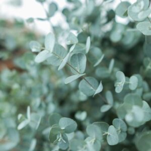 Eucalyptus Gunnii Silver Drop