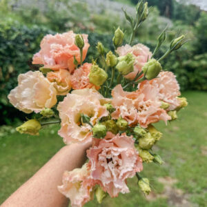 Lisianthus Alissa Light Apricot