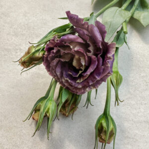 Lisianthus Rosanne Black Pearl
