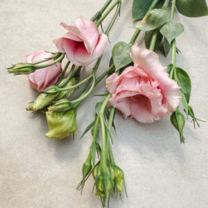 Lisianthus Rosita 2 Pink