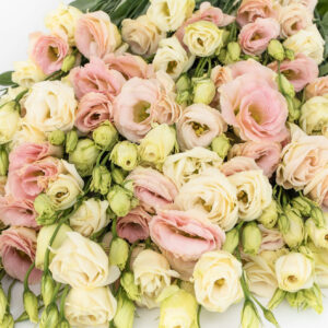 Lisianthus Rosita 3 Champagne