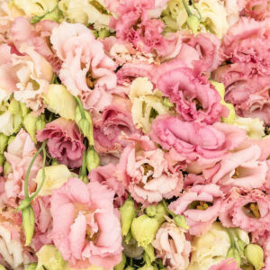 Lisianthus