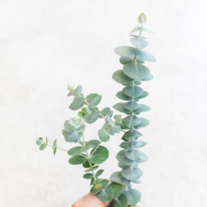 Eucalyptus Baby Blue Spiral