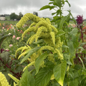Amaranth Green Viridis