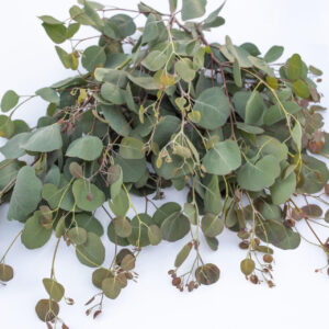 Eucalyptus Polyathemos