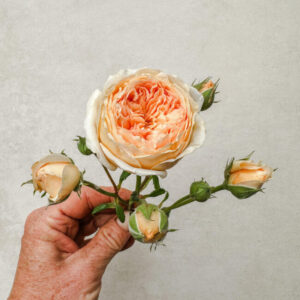 Crown Princess Margareta