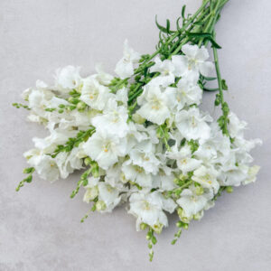 Löwenmaul Frappe White