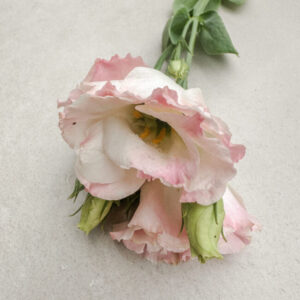 Lisianthus Arena Pink Flash