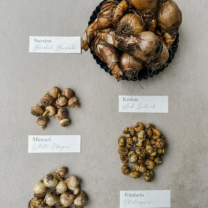 Blumenzwiebeln für Ihren Garten