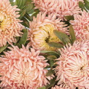 Aster Lady Coral Salmon